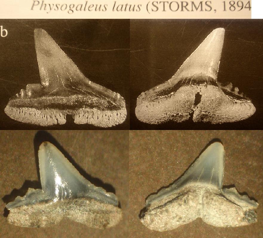 Dentini di squalo pliocenici